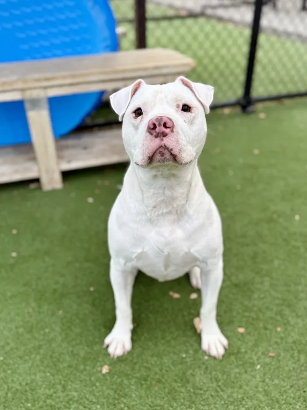 An adult medium-sized male Pit Bull Terrier dog named Sherpa for adoption in Topeka, KS