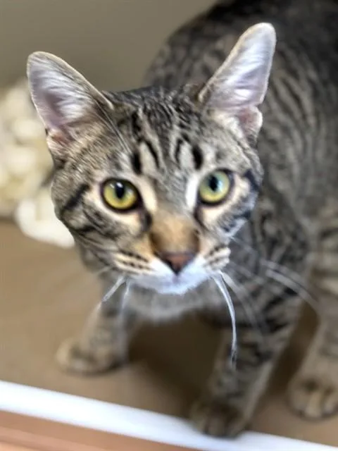 A young medium-sized male Domestic Short Hair cat named Jj for adoption in Brewster, MA