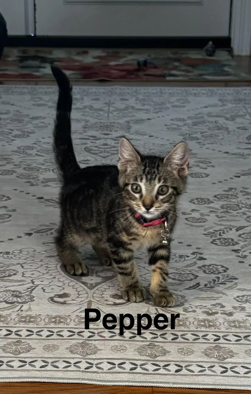 A young medium-sized male Domestic Medium Hair cat named Pepper for adoption in Santa Monica, CA
