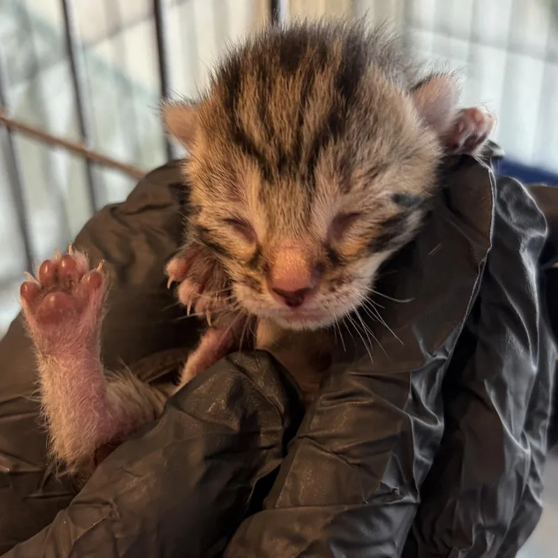 A baby small-sized male Brown / Chocolate Domestic Short Hair cat named Churro for adoption in Durham, NC
