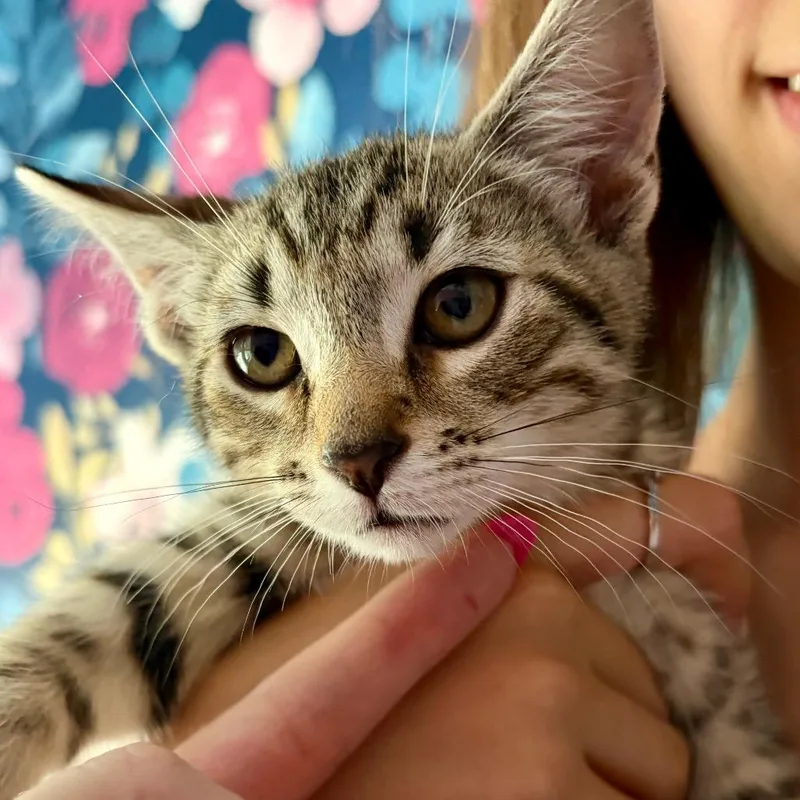 Churro thumbnail 3