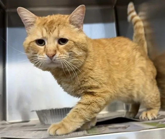 An adult large-sized male Domestic Short Hair cat named Jorin for adoption in Aurora, IL