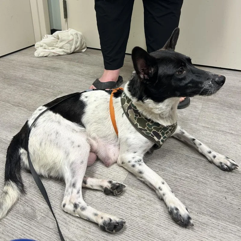 An adult small-sized female White / Cream Cattle Dog dog named Oreo for adoption in Waldorf, MD