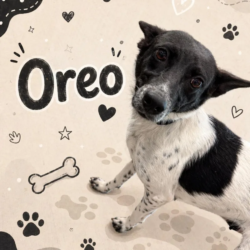 Oreo thumbnail 2