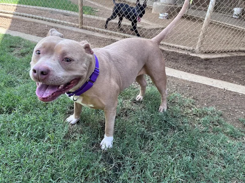 An adult medium-sized female American Staffordshire Terrier dog named Athena A for adoption in Plano, TX