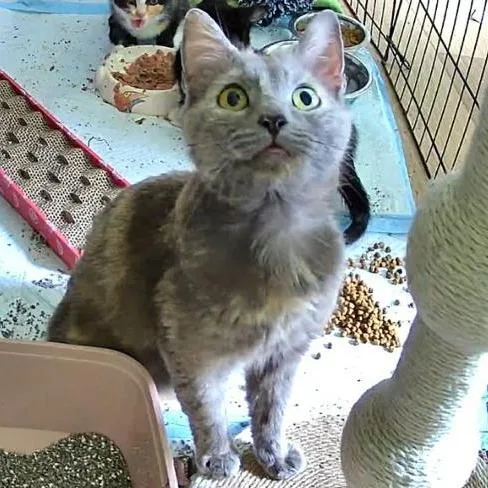 An adult medium-sized female Calico Domestic Short Hair cat named Birdie for adoption in Winchester, VA