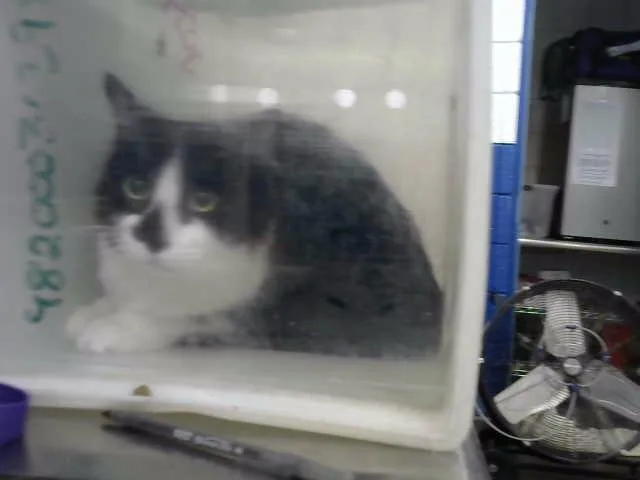 An adult medium-sized male Domestic Short Hair cat named Friedrich for adoption in Albuquerque, NM
