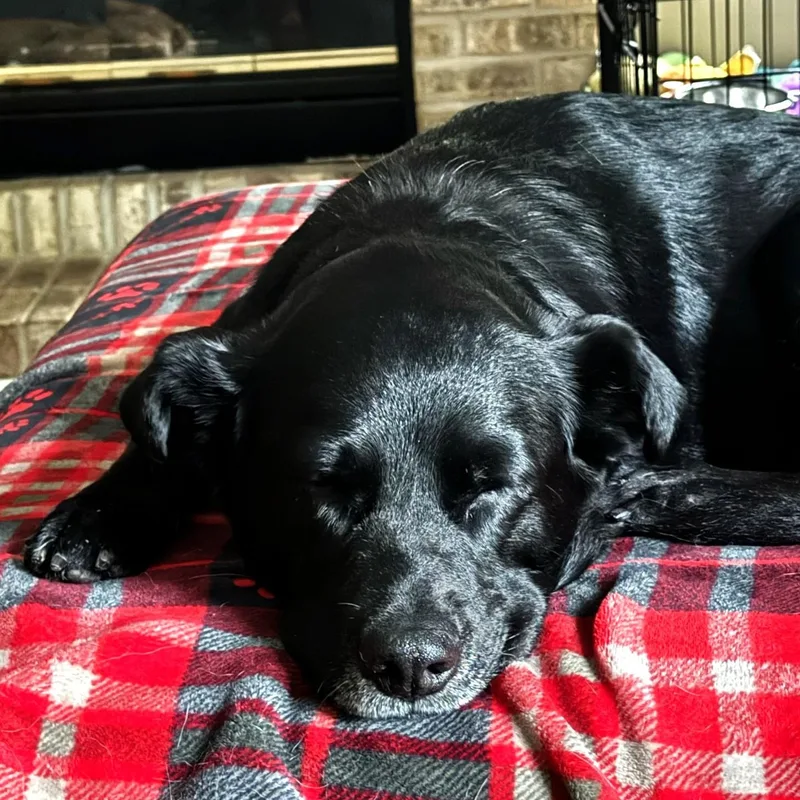 An adult medium-sized female Retriever dog named Lollipop for adoption in Palatine, IL