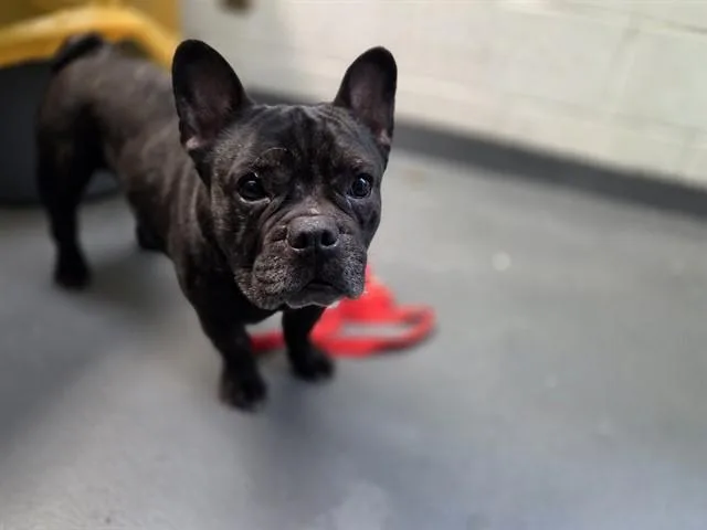 An adult small-sized male French Bulldog dog named George for adoption in Antioch, CA
