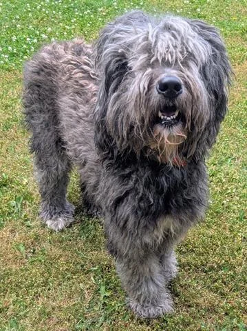 An adult medium-sized female Sheep Dog dog named Izzy for adoption in Akron, OH