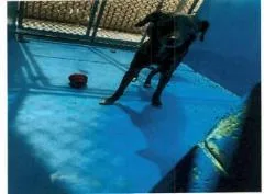 An adult medium-sized male Mixed Breed dog named Manuel A for adoption in West Chester, PA