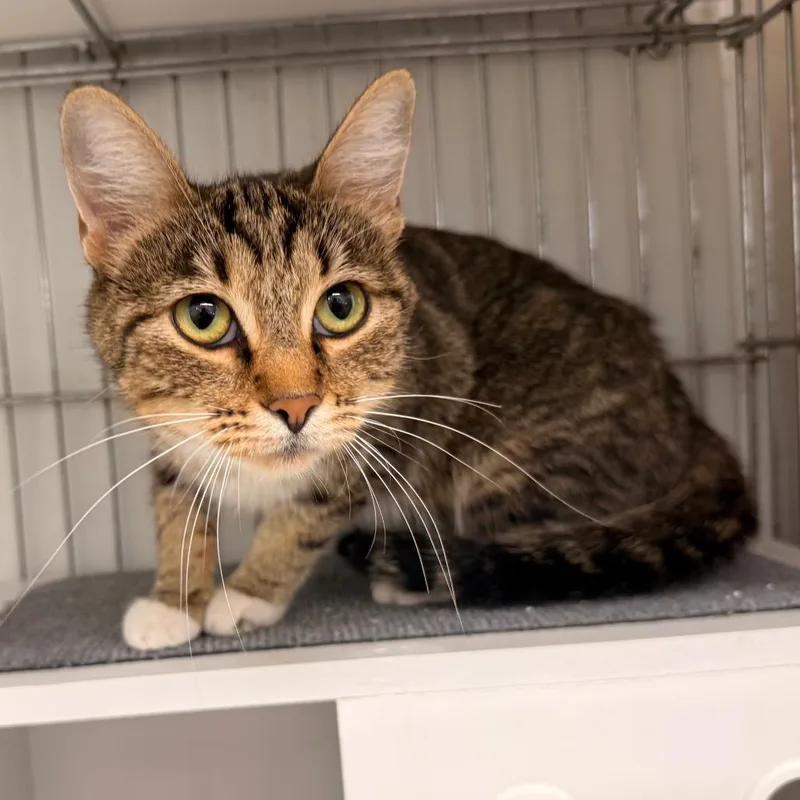 An adult small-sized female Domestic Short Hair cat named Hazel for adoption in Rangely, CO