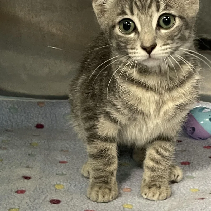 A baby medium-sized female Tabby (Gray / Blue / Silver) Tabby cat named Cherry for adoption in Wyandotte, MI