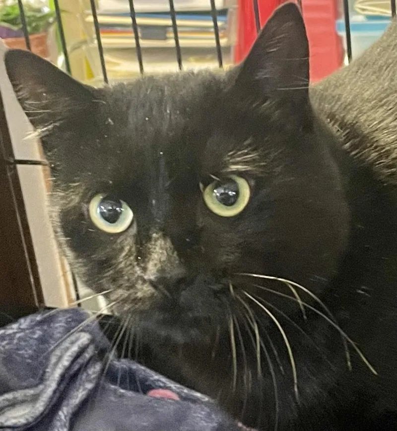 An adult medium-sized male Black Domestic Short Hair cat named Purr Purr for adoption in Southbury, CT