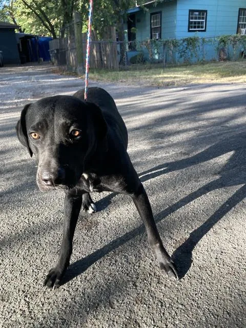 A young large-sized female Mixed Breed dog named Hallie for adoption in Dallas, TX