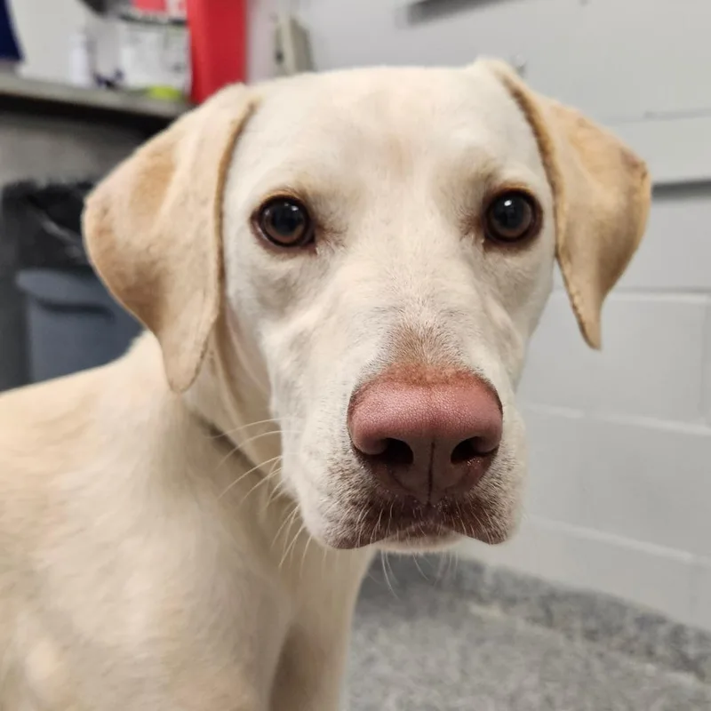 An adult medium-sized female Yellow / Tan / Blond / Fawn Mixed Breed dog named Winnie for adoption in Greenville, SC