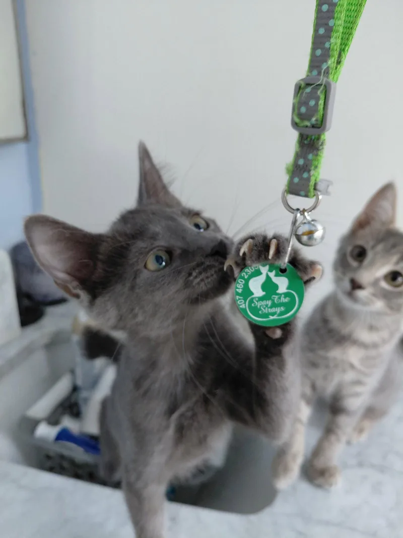 A young medium-sized female American Bobtail cat named Kandle for adoption in St. Cloud, FL