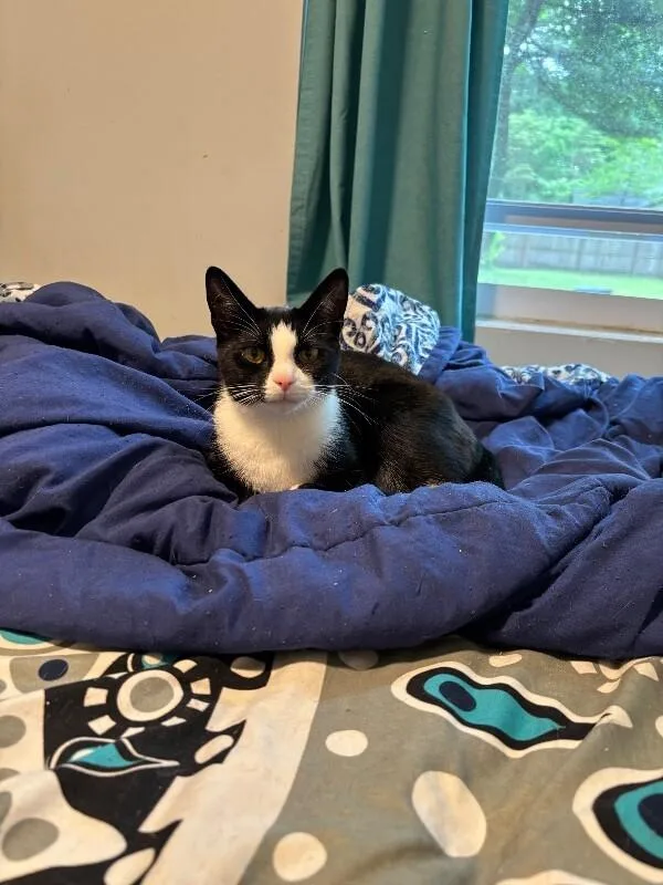 An adult medium-sized female Black Domestic Short Hair cat named Mittens for adoption in North Babylon, NY