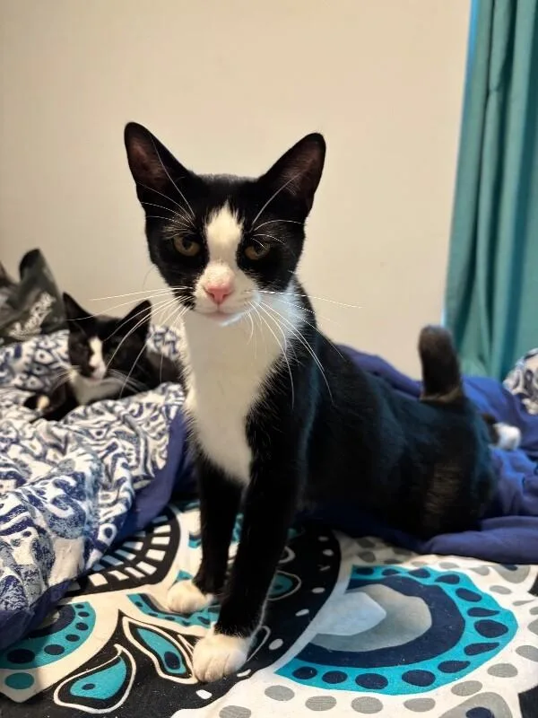 Mittens thumbnail 2