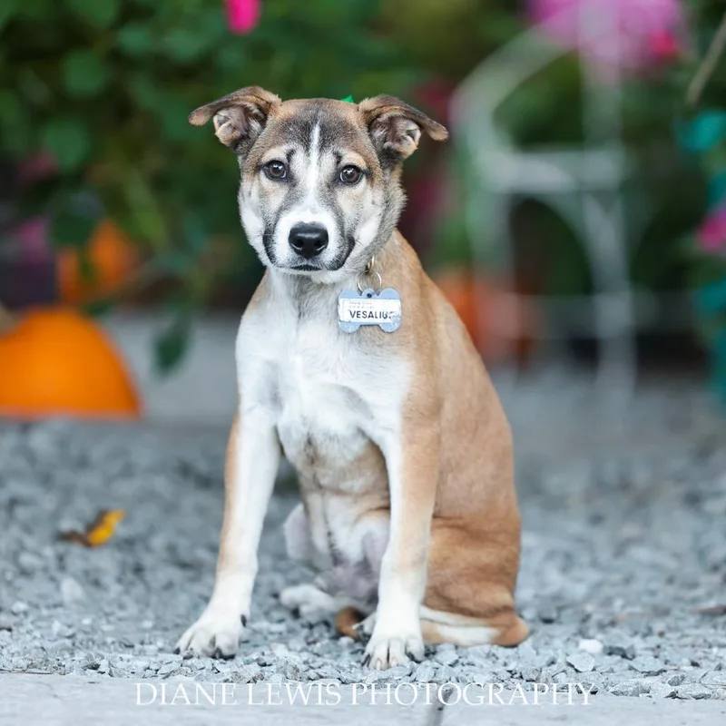 A baby small-sized male Brown / Chocolate Husky dog named Vesalius for adoption in Wake Forest, NC