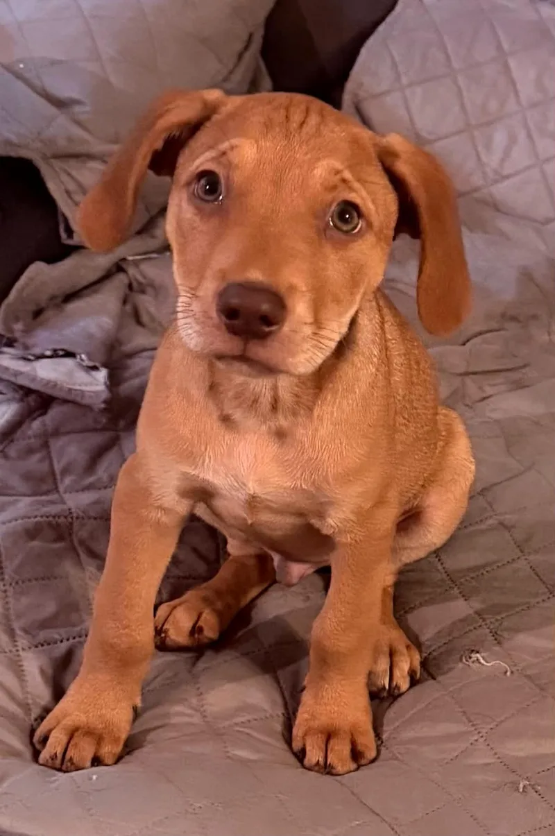 A baby large-sized male Labrador Retriever dog named Frazier for adoption in Mobile, AL