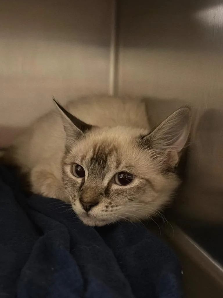 A baby small-sized female Domestic Short Hair cat named Lavendar for adoption in Ocala, FL