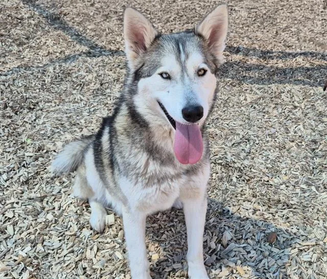 An adult medium-sized male Siberian Husky dog named Loui Lobo for adoption in Albuquerque, NM