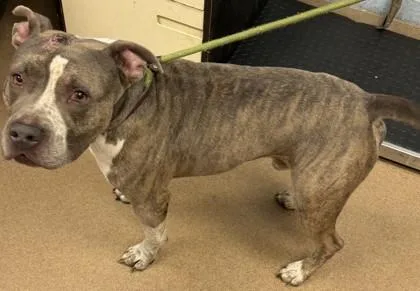 An adult large-sized male Mixed Breed dog named Ghoul for adoption in Chamblee, GA