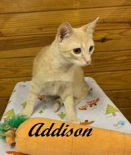 A baby medium-sized female Tabby (Buff / Tan / Fawn) Tabby cat named Addison Quiet for adoption in Southern Pines, NC