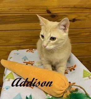 Addison  Quiet  thumbnail 2