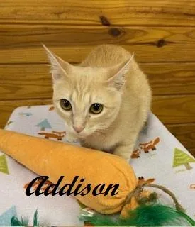 Addison  Quiet  thumbnail 4