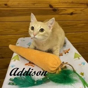 Addison  Quiet  thumbnail 5