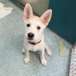A baby medium-sized female Siberian Husky dog named Fry for adoption in Santa Cruz, CA