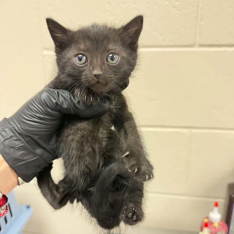A baby small-sized male Black Domestic Short Hair cat named Pine for adoption in Reno, NV