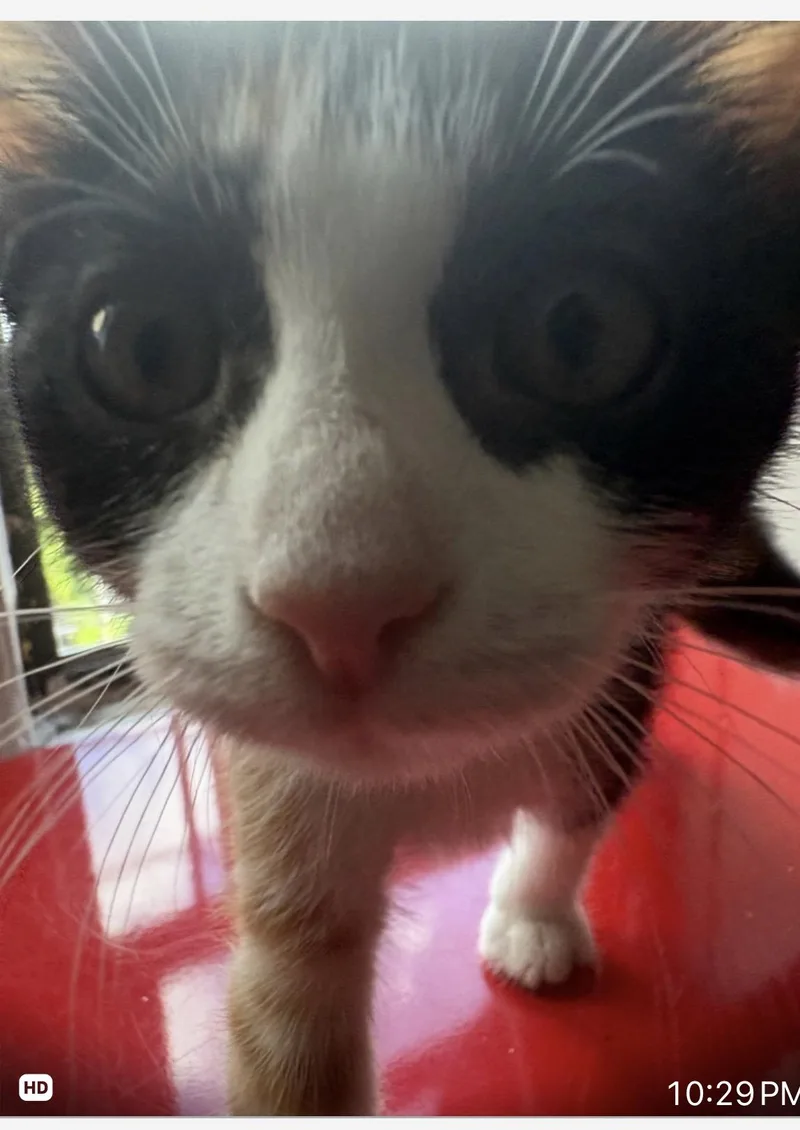 A baby small-sized female Calico Domestic Short Hair cat named Paprika for adoption in Brooklyn, NY