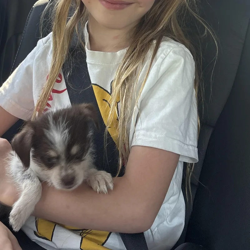 A baby small-sized female Chihuahua dog named Lilly for adoption in Pleasant Valley, NY