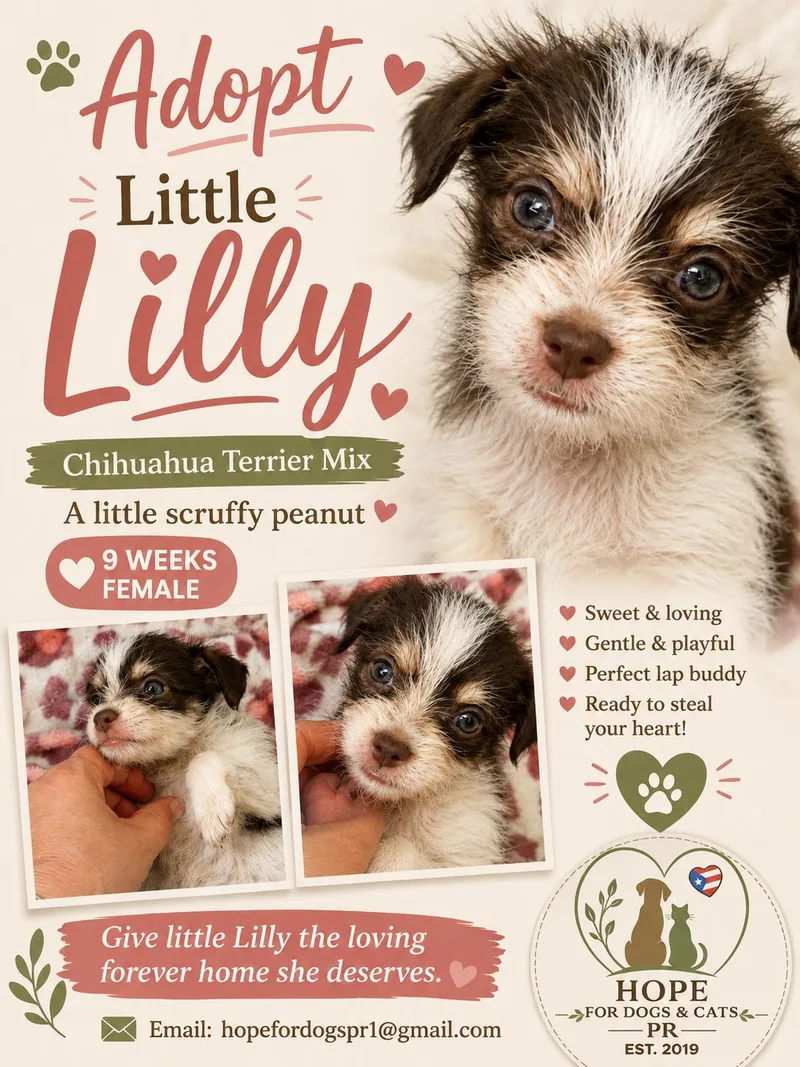 Lilly thumbnail 4