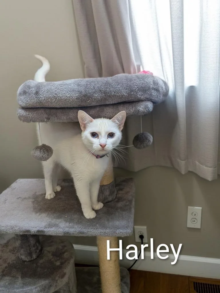 A young medium-sized female Domestic Short Hair cat named Harley for adoption in Jim Thorpe, PA