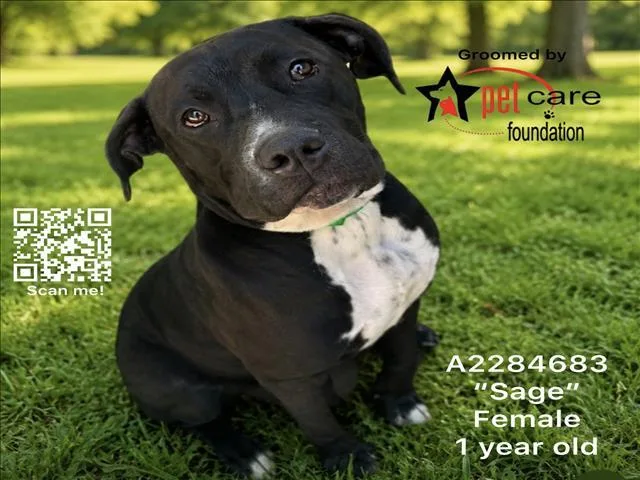 A young large-sized female Pit Bull Terrier dog named Sage for adoption in Los Angeles, CA