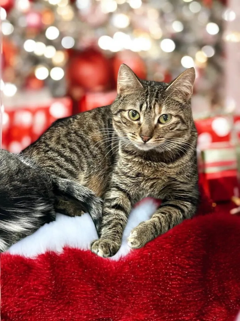An adult medium-sized female Tabby (Brown / Chocolate) Domestic Short Hair cat named Chipper for adoption in Gilroy, CA