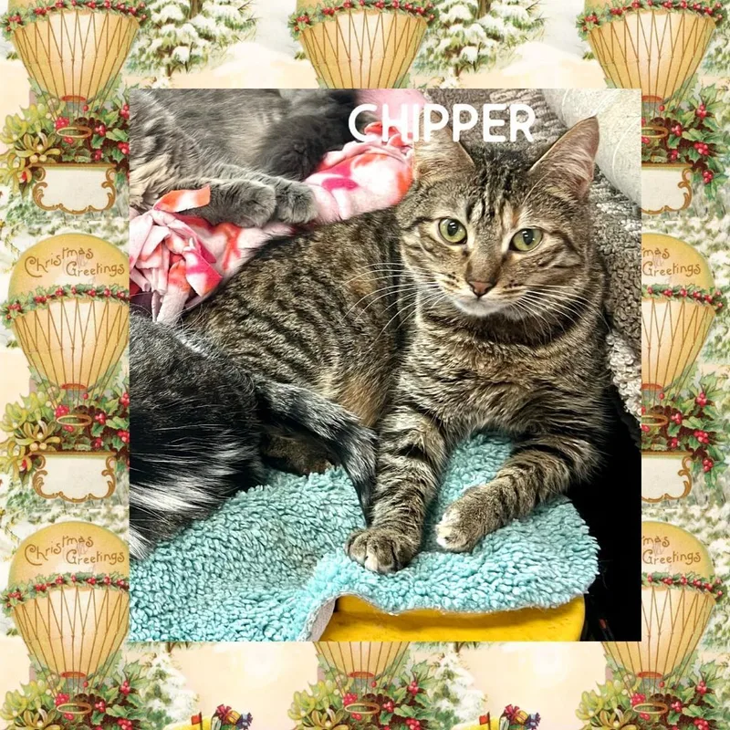 Chipper thumbnail 3