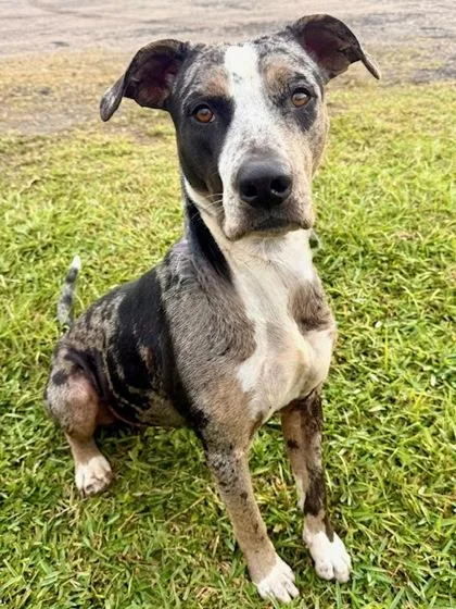 Mistletoes thumbnail 2