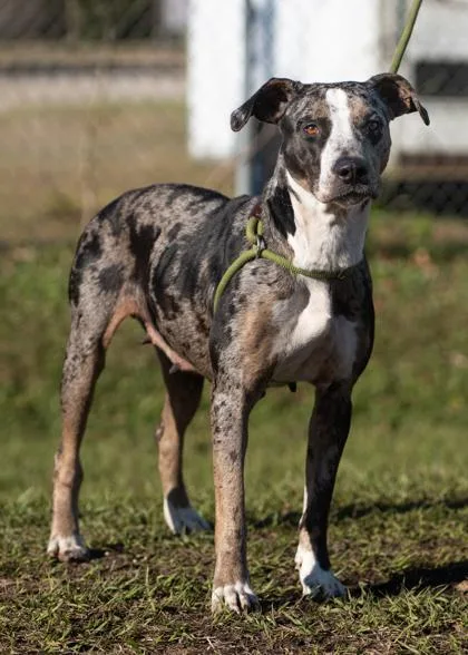 Mistletoes thumbnail 3