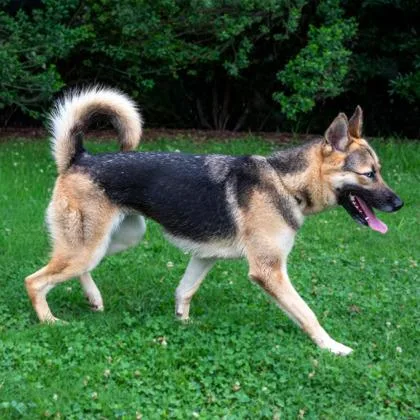 An adult large-sized female Mixed Breed dog named Jaguar for adoption in Chamblee, GA