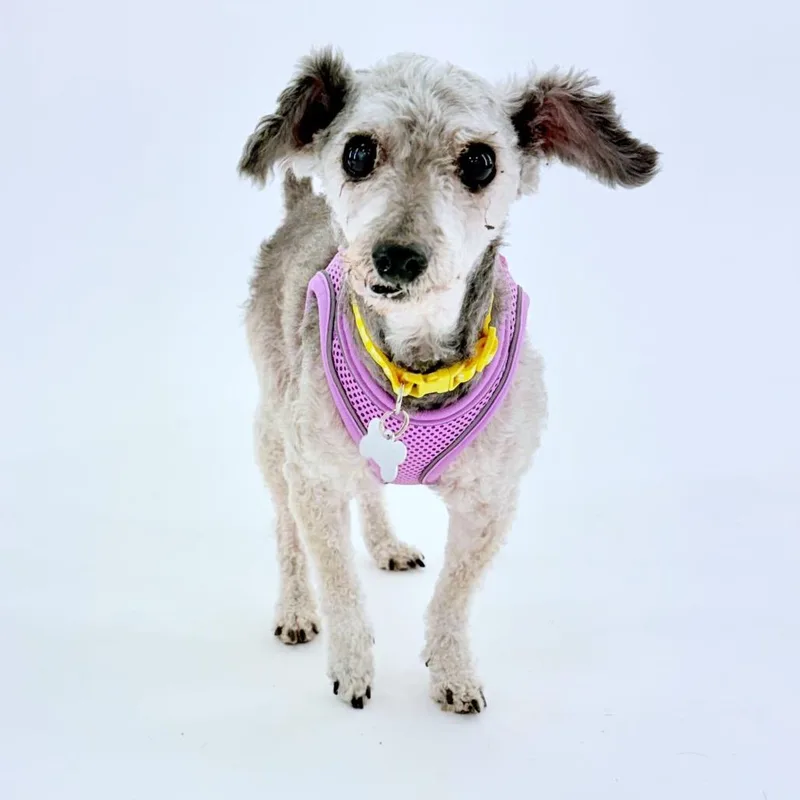 A senior small-sized female Gray / Blue / Silver Standard Poodle dog named Sabrina for adoption in San Francisco, CA