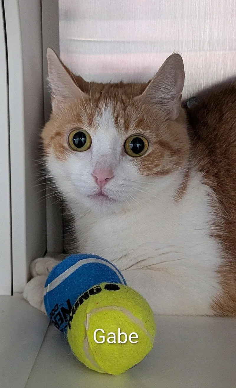 An adult medium-sized male Orange & White Domestic Short Hair cat named Gabe for adoption in Flint, MI