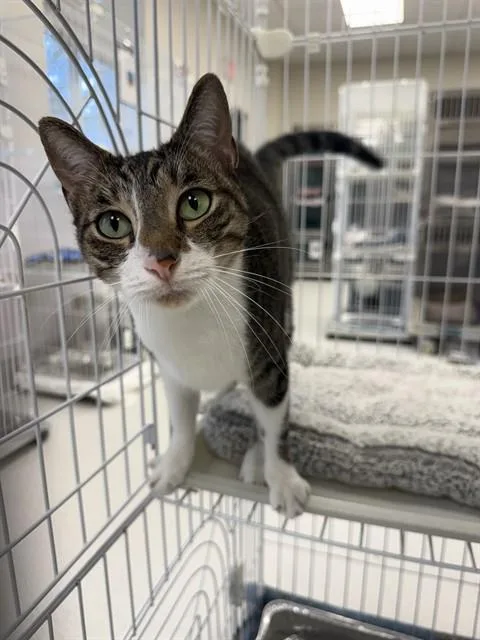 A young medium-sized female Domestic Short Hair cat named Paisley for adoption in Naples, FL