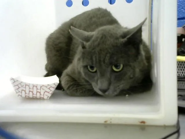 An adult medium-sized male Domestic Short Hair cat named James for adoption in Albuquerque, NM