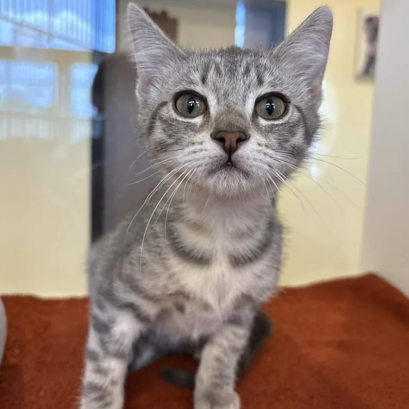 A baby small-sized female Gray / Blue / Silver Domestic Short Hair cat named Stella for adoption in Beaumont, TX