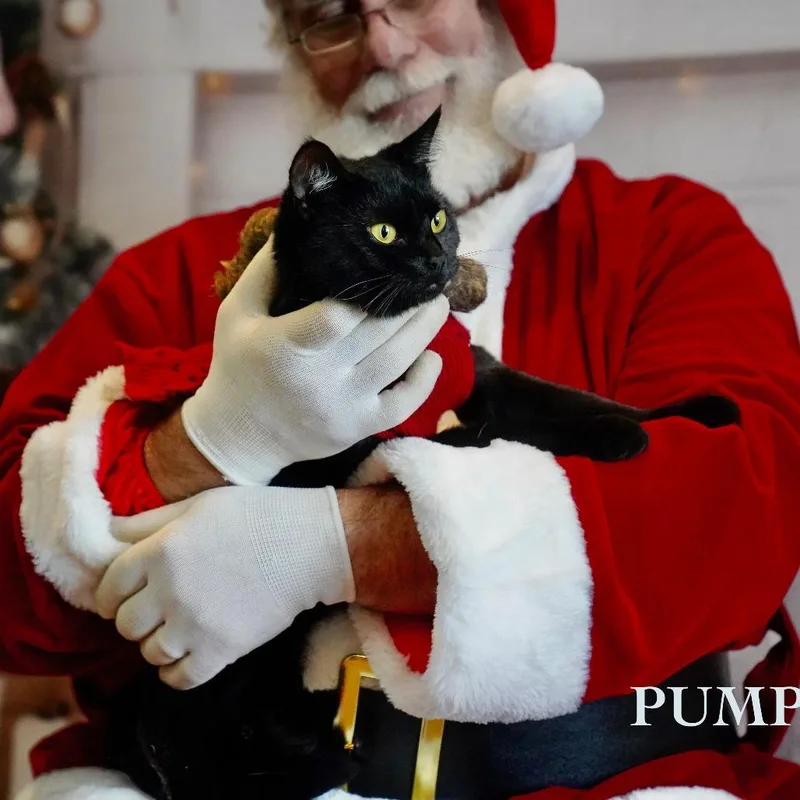 An adult small-sized female Black Domestic Short Hair cat named Pumpkin for adoption in Tanner, AL